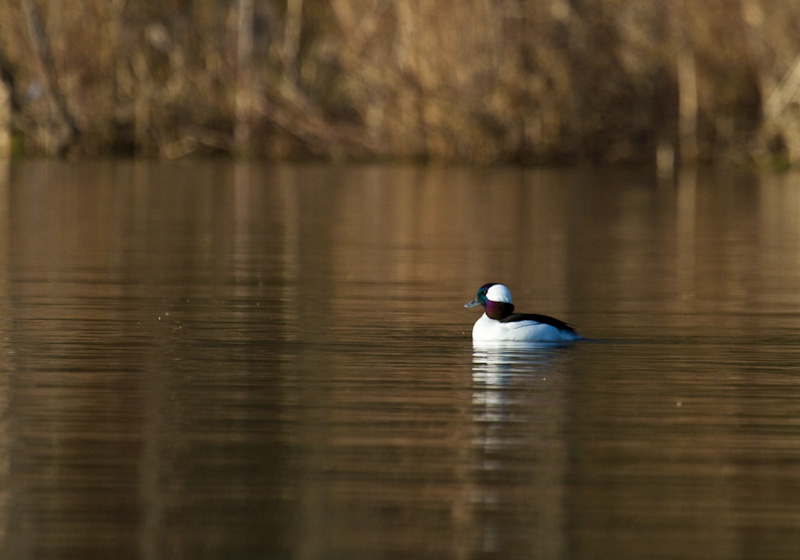 Bufflehead